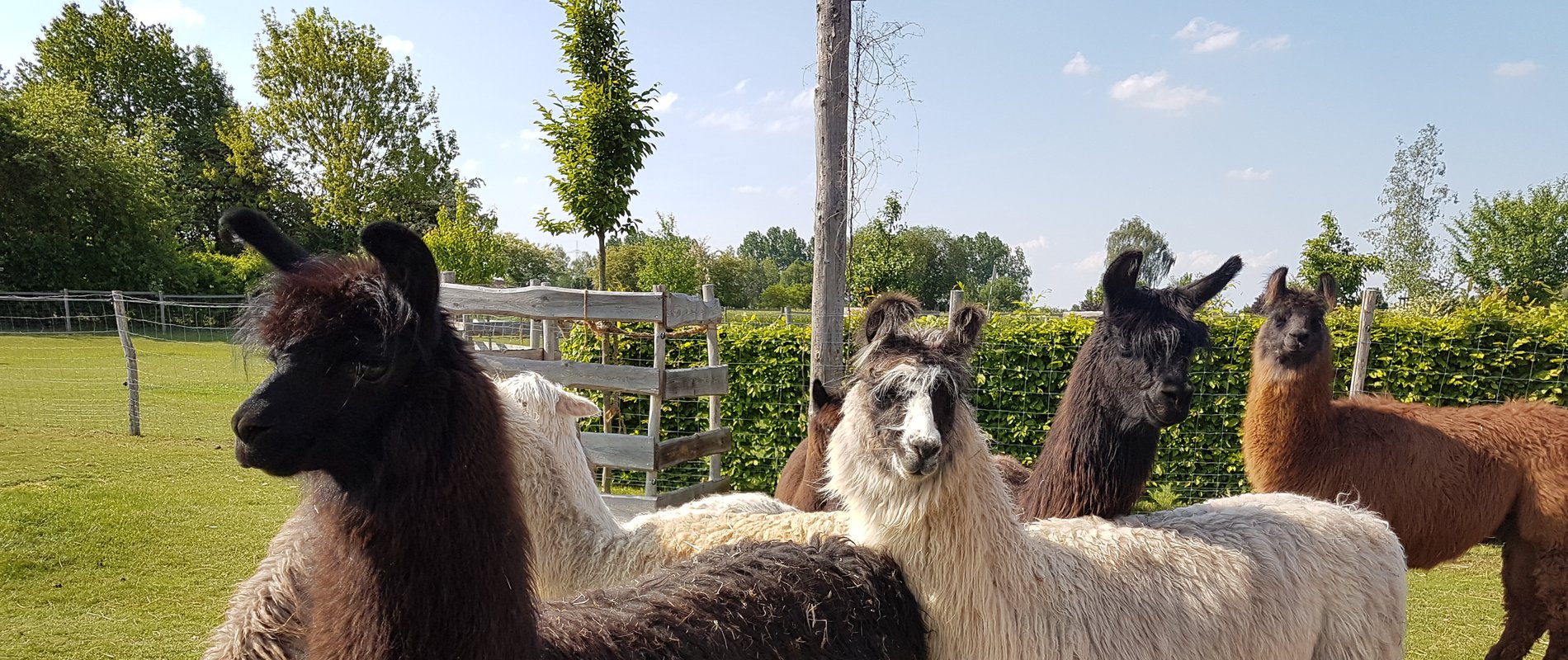 Lamazucht Alpakazucht Memmingen Ulm