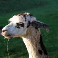 fridolin