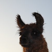 hugo