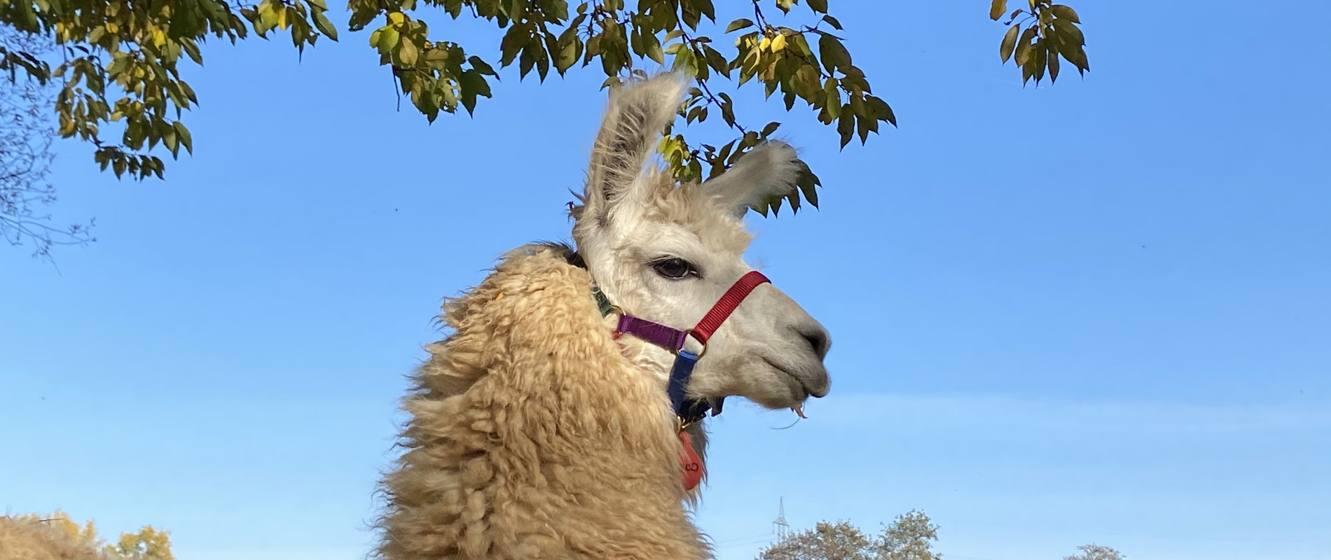 beige oder braun Cornelißen Neuware Alpaca Lama ca.19cm groß 