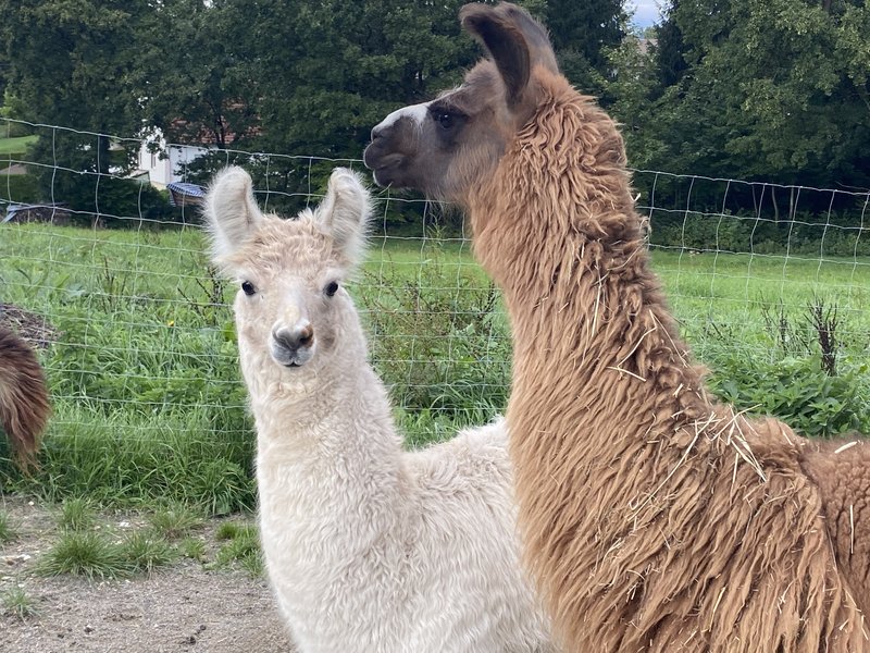 Lamazucht, Fohlen, Lamafohlen, Bayern