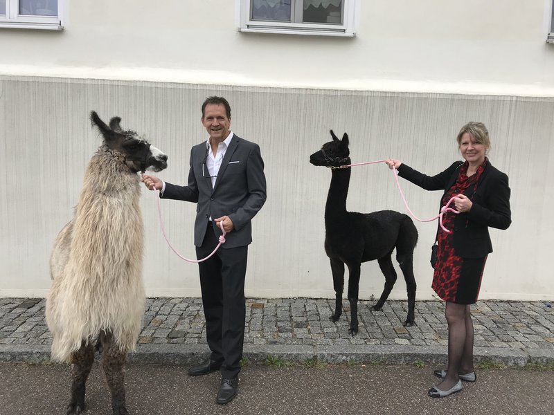 Hochzeit Alpaka Lama