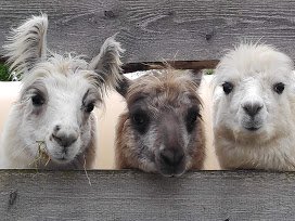 Lama Alpaka Jungtiere Ulm Memmingen Allgäu