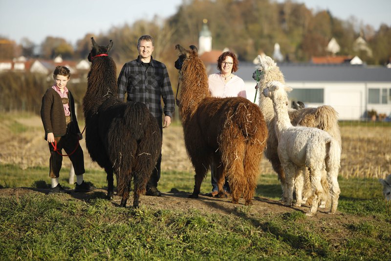 Über die Lama- und Alpakazucht