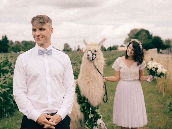 Lama Hochzeit